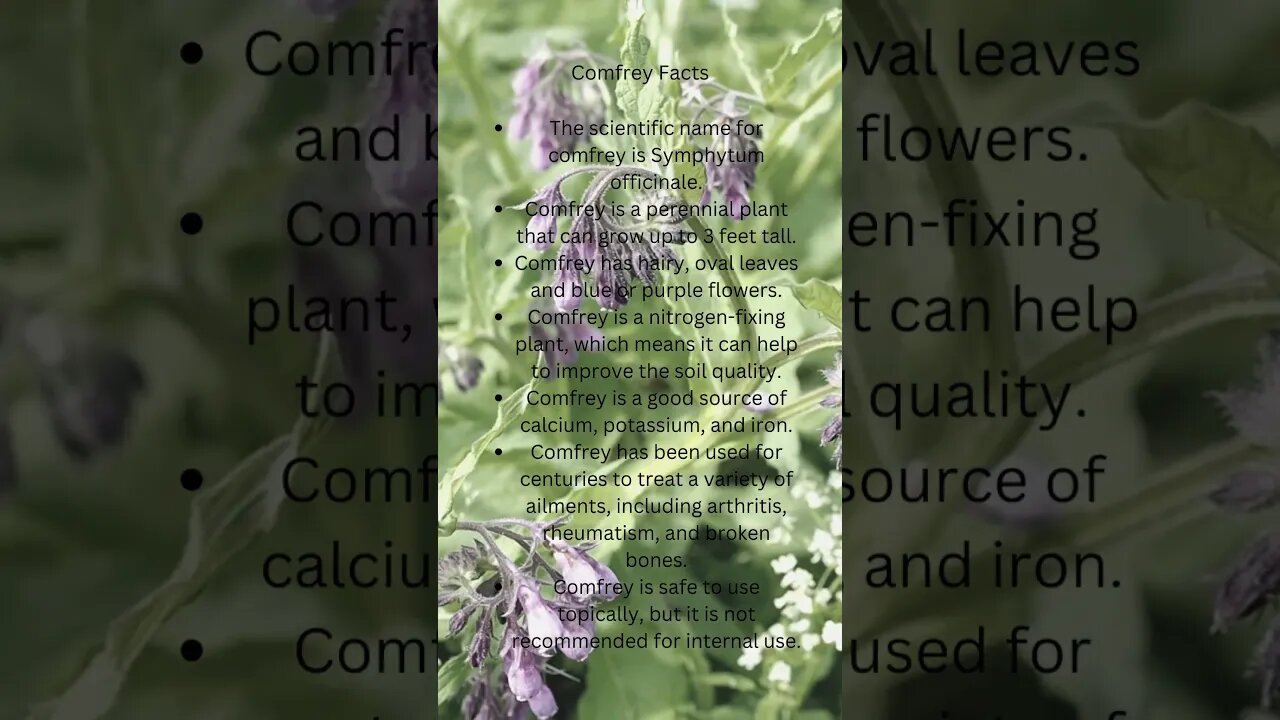 🌿Comfrey Facts🌿 #shorts #herbalism #homesteading #gardening