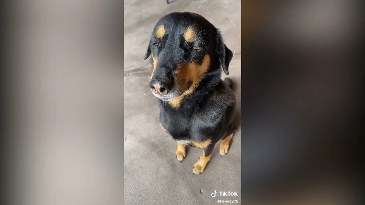 Little jumpo CUTE and SWEET doggos FROM TikTok (DOGTOK) Ultimate dog funny COMPILATION