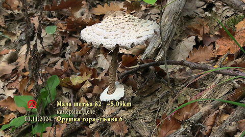 20241103 mš82 gljive 6