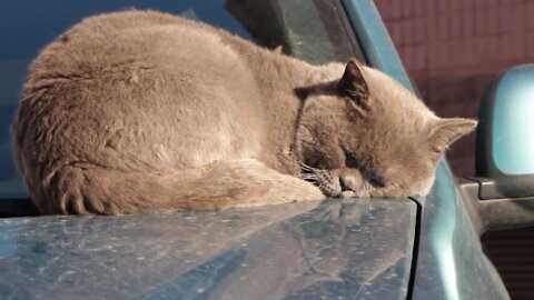 nice cat sleep