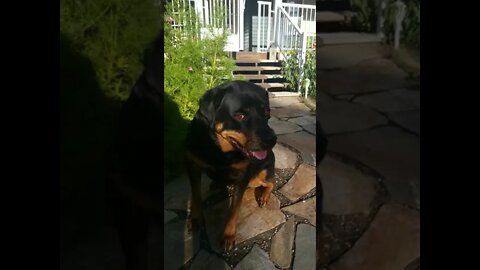 Gorgeous Female Rottweiler#Shorts #rottweiler😍💖💜💛
