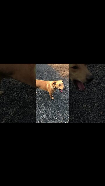 Horses are friends not food