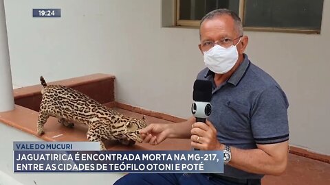 Vale do Mucuri: Jaguatirica é encontrada morta na MG-217, entre as cidades de Teófilo Otoni e Poté