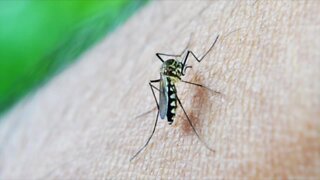 Pest experts detect West Nile Virus in Mosquitoes