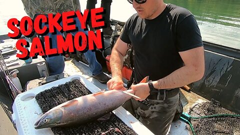 How to filet a Sockeye Salmon...FAST & EASY!!!