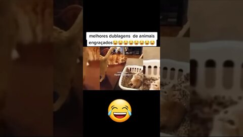 os animais engracados 1