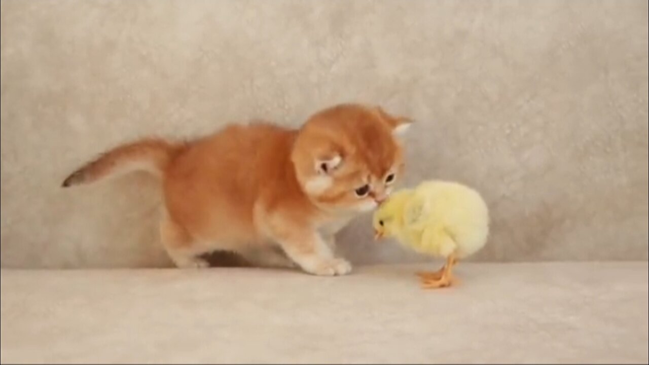 Kittens walk with a tiny chicken