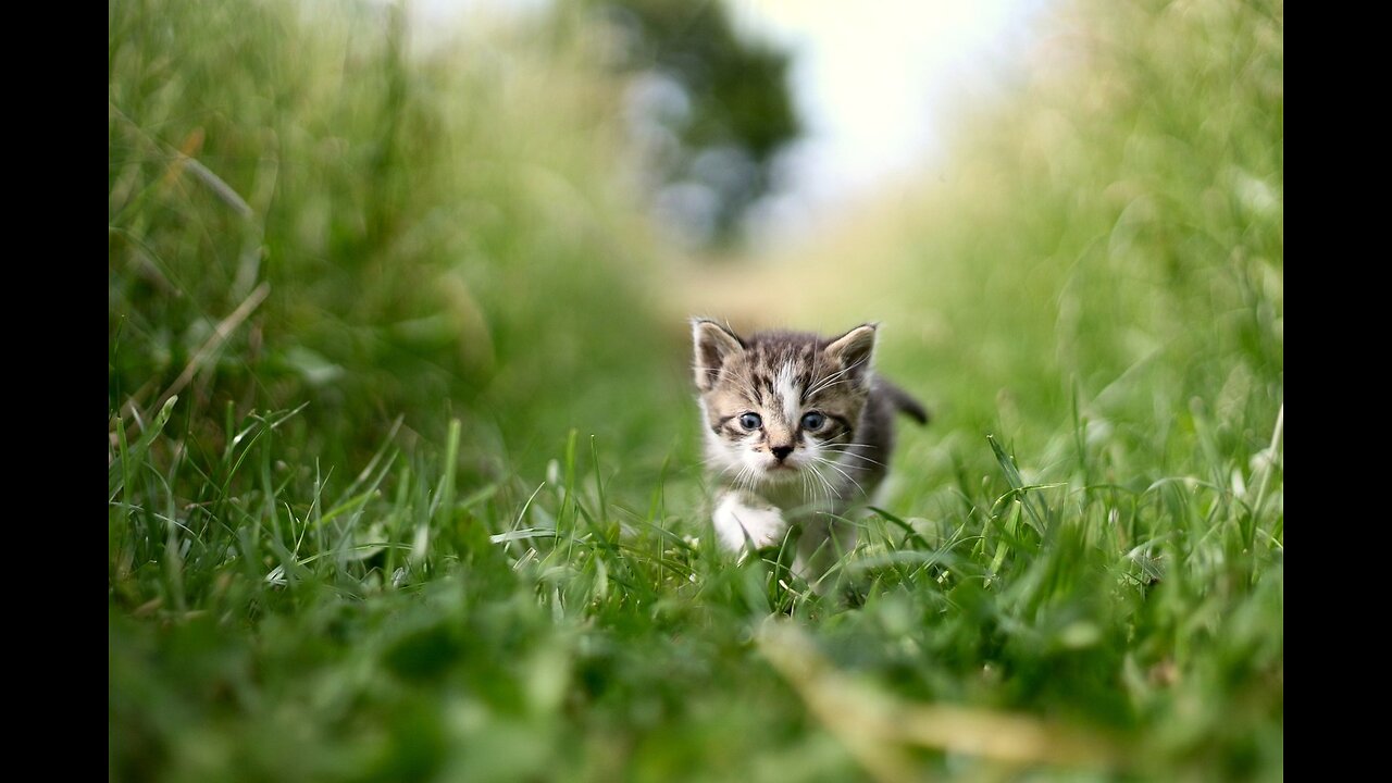 This cat is boss