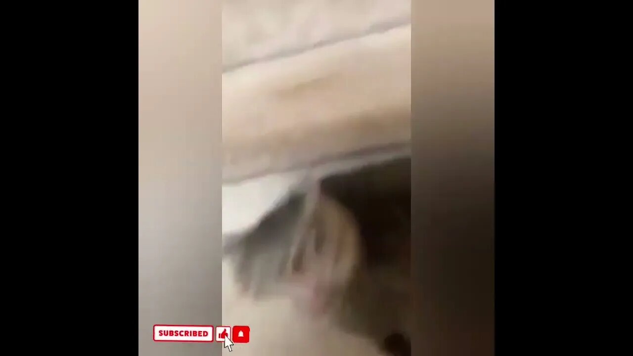 cute cat videos 😹 funny videos 😂1594