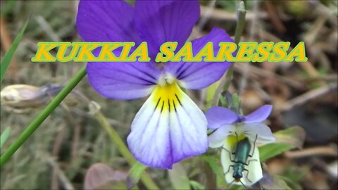 Kukkia saaressa