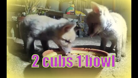 🦊2 Cute Fox Baby Cubs and One Bowl - AjaxTV Quickies