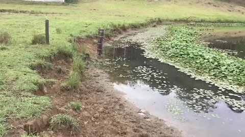 A look at where the horses are crossing the paddock - the dam is low