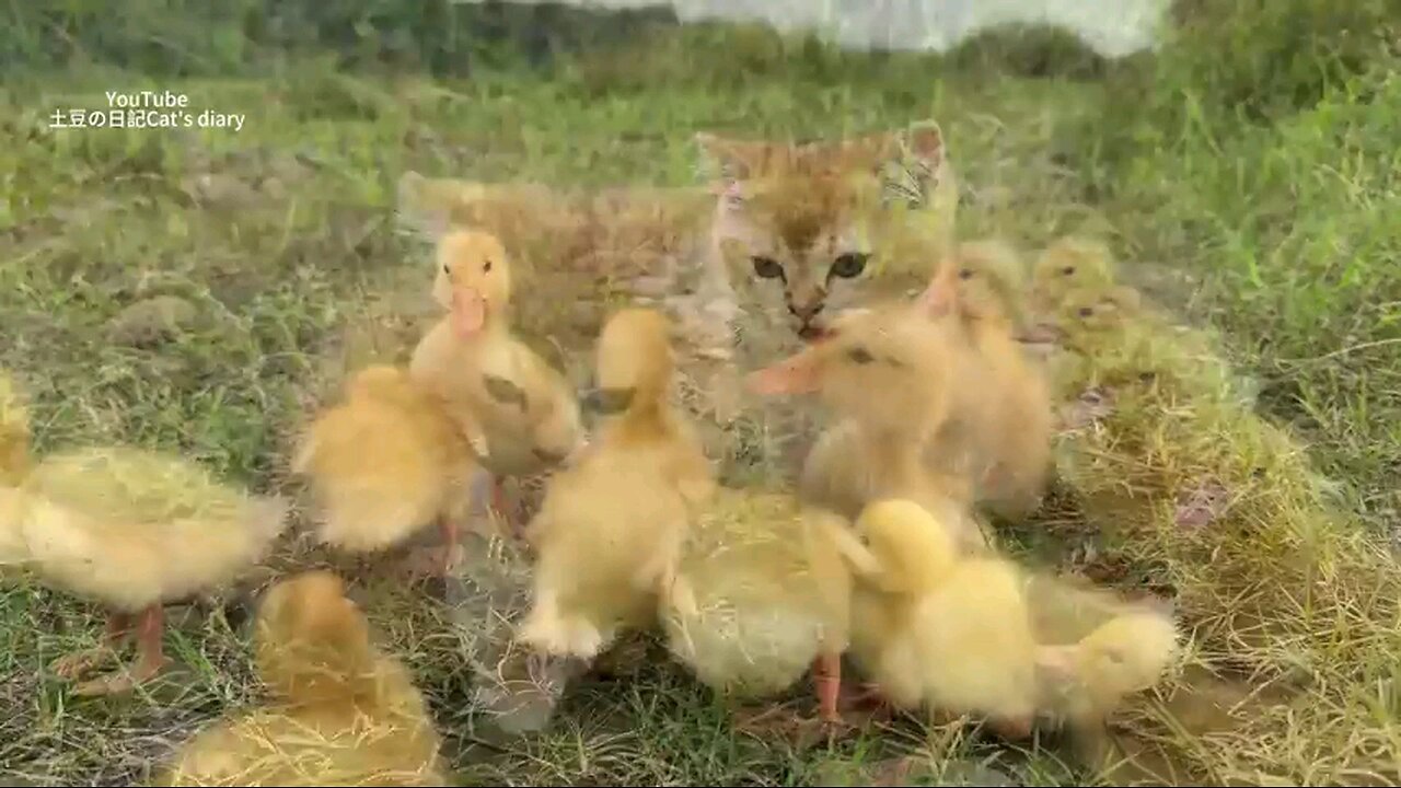 the_kittens_is_so_funny_Taking_thedu...🫣