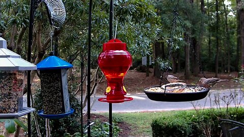 Birds & Squirrels