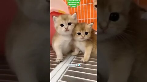 cute cat videos 😹 funny videos 😂 1143 😻 #shorts