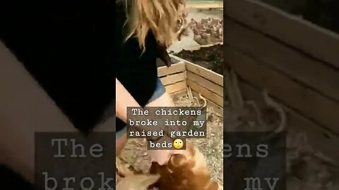#freerange #layers #chickens #homesteading #farm #farmanimals #farmlife #layinghens #hens