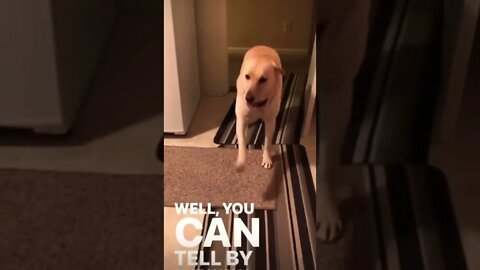 Funny doggo 👑 🥺❤️ please get this viral | #viral | #funnydogs | #trending | #shorts