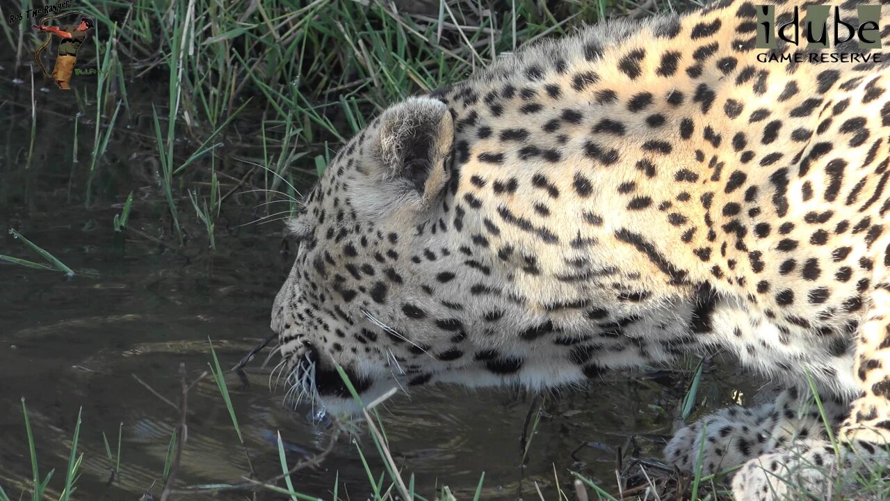 Leopard Drinking