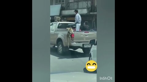 Monkey on Thai Road