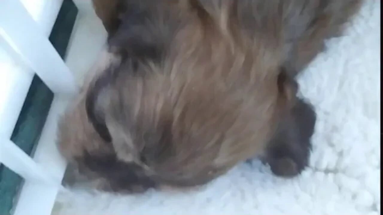 J Litter 3.5 weeks old(3)