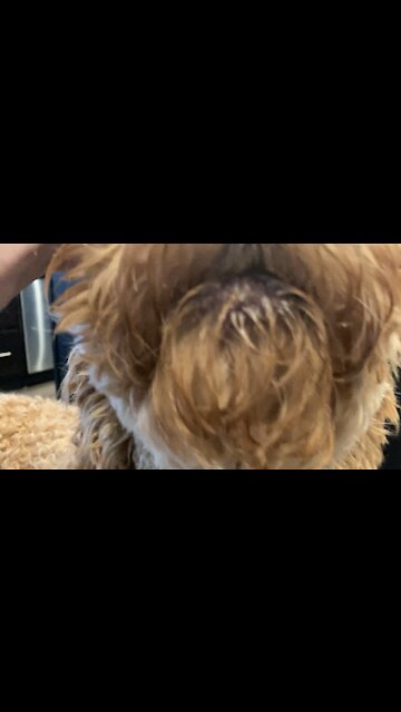 Thanksgiving dinner burp