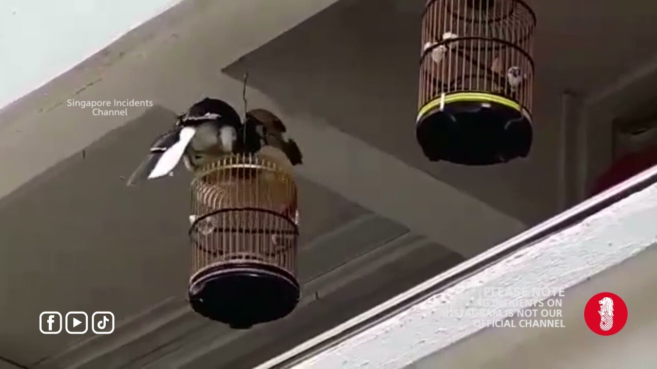 A Wild Hornbill steals and eats small bird from a cage