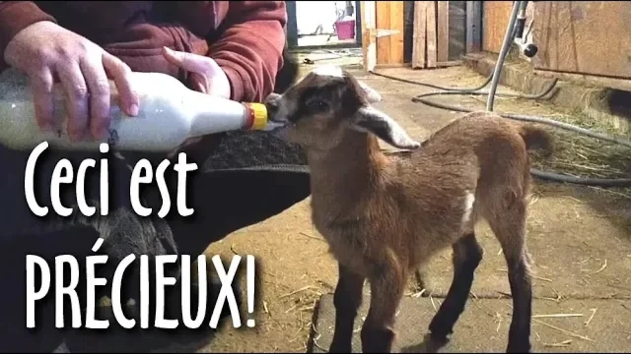 🐐🍼Nourrir UN BÉBÉ CHÈVRE au BIBERON, c'est précieux! #159