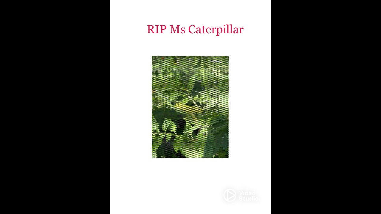 RIP Ms Caterpillar