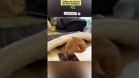 cute cat videos 😹 funny videos 😂 668 😻 #shorts #shortsfunny #cutecat #catvideos #catsfood #catscare