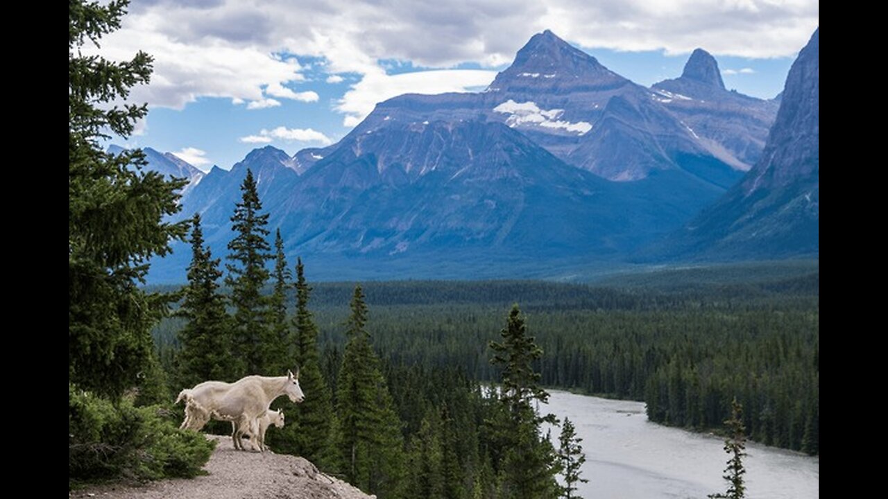 Canadian Mountain and Wild Animals