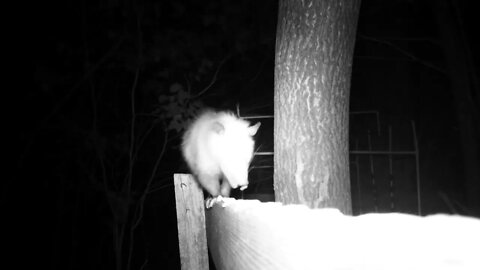 Opossum coming & going