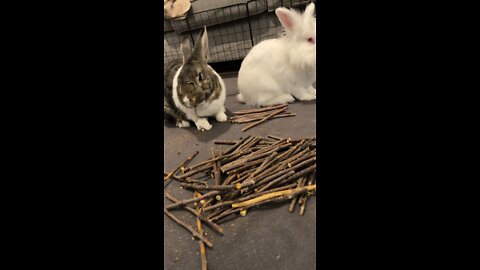 The bunny is chewing while the dryer is running