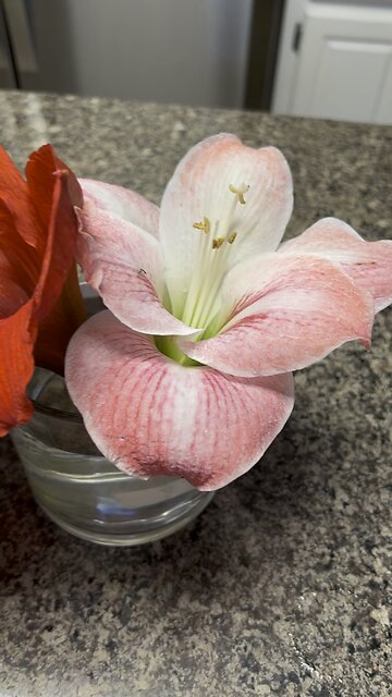 Arrangements from the yard for sick mom