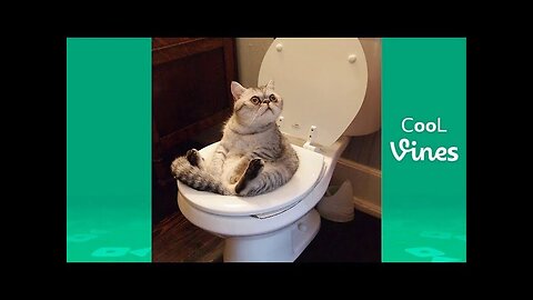 Try not to laugh challenge -funny cat and dog vines compilation.