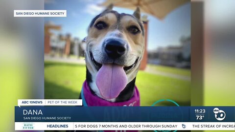 Pet of the Week: Dana