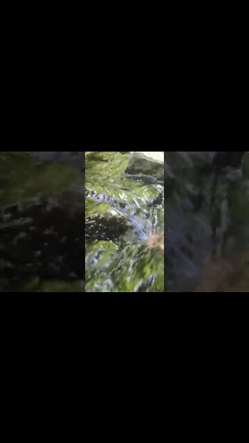 LoFi ASMR | Nature Sounds | Water