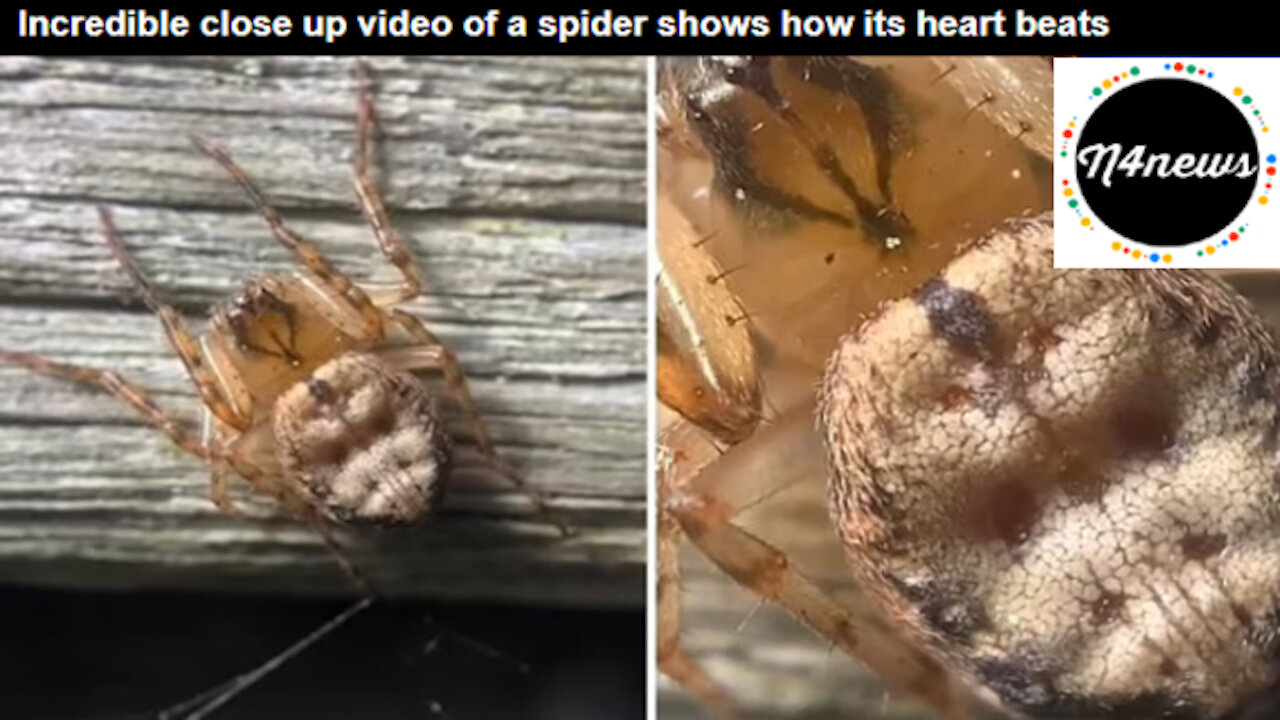 Incredible Close up Video of a Spider Shows How its Heart Beats through its Translucent Skin