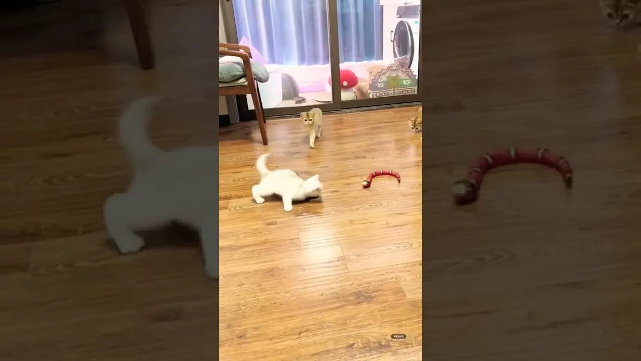 So cutest Cats play funny moments 🤣😂🤪|| #shorts #shortsfeed #youtubepets_&_animals