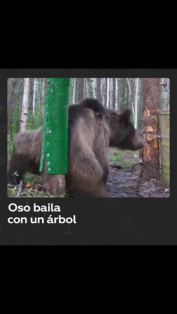 Oso disfruta rascándose la espalda en el bosque
