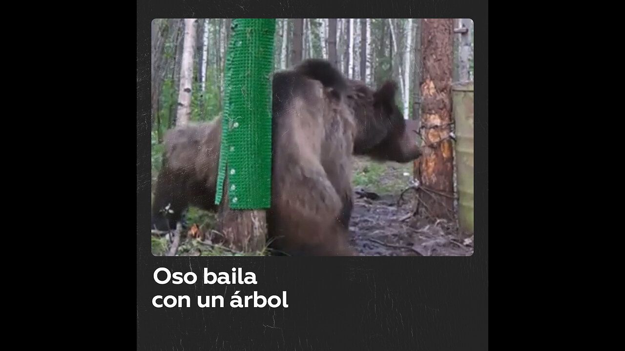 Oso disfruta rascándose la espalda en el bosque