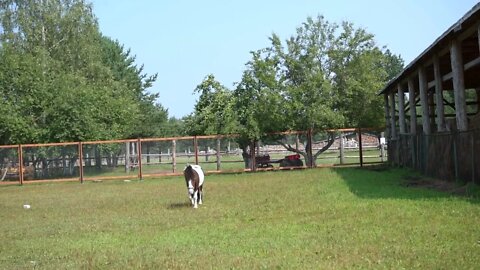 little pony walking in zoo