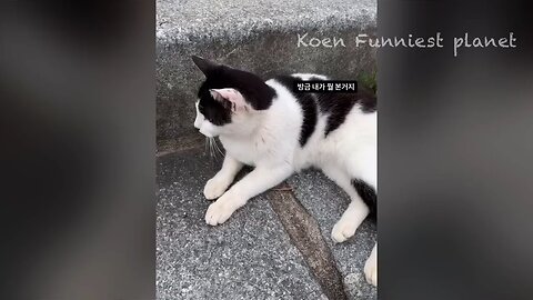 Funny Videos cats and dogs