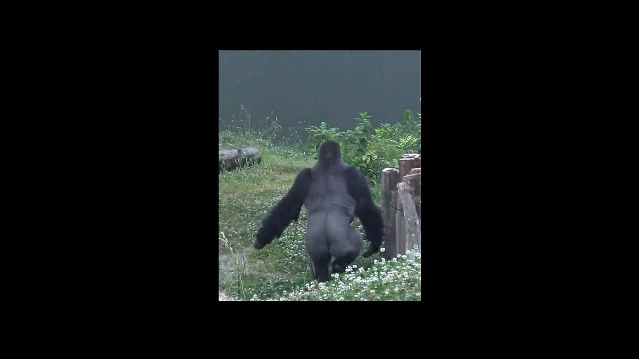 Gorilla