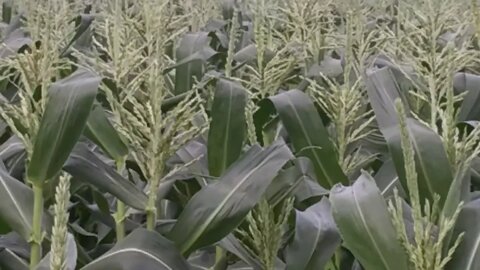 Florida Sweet Corn 🌽 April 2020