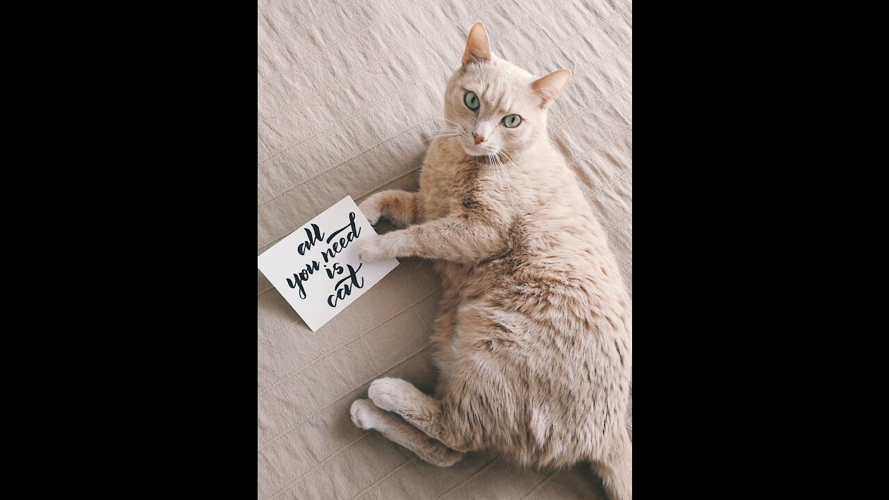 Funny animals compilation #22.