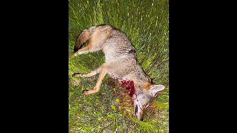 Coyotes Lurking