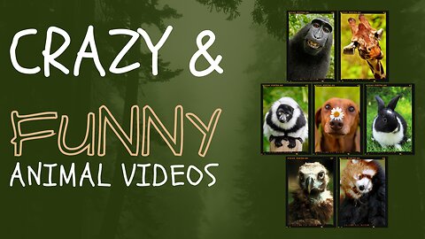 Funny animal videos