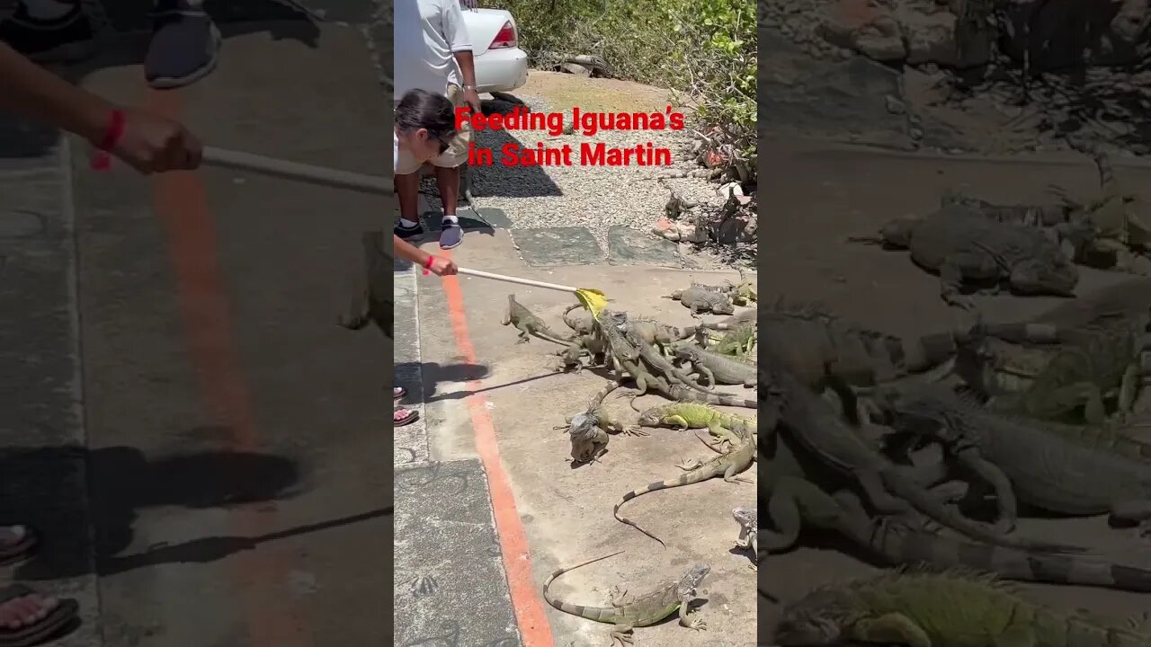 Things to Do in Saint Martin Bahamas! Feeding Iguanas!