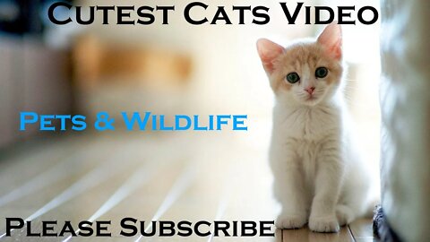 Beautiful and adorable funny cats video compilation for cat lovers