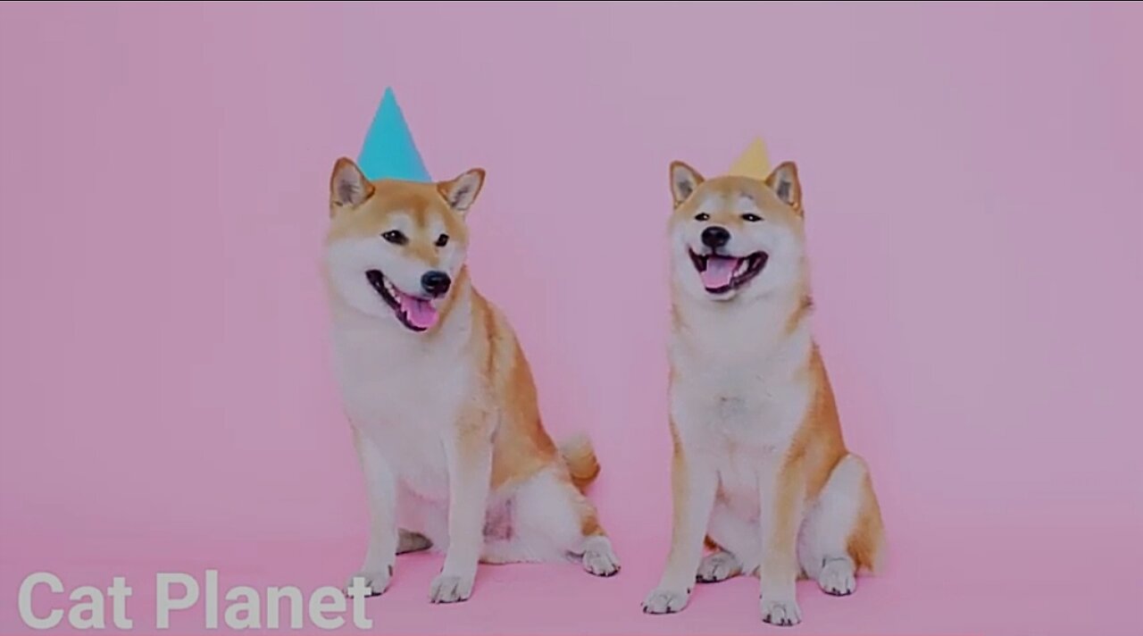 Cute dogs video compilation